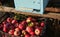 Lots of fresh raw apples. Basket with red apples freshly picked in garden stands against background of beehive in apiary.