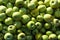 Lots of fresh raw apples. Green large apples of Granny Smith variety, freshly picked from garden trees. Large background or splash