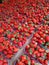 Lots of fresh strawberries packaged in small containers