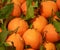 Lots of freshly picked tangerines