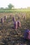 Lots of full mesh bags in the farm field after harvesting potatoes. Harvesting organic vegetables in autumn. Farming and growing