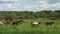 Lots of grazing horses on a green meadow in summer