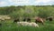 Lots of grazing horses on a green meadow in summer