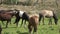 Lots of grazing horses on a green meadow in summer