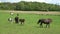 Lots of grazing horses on a green meadow in summer