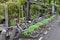Lots of green bikes for renting in Paris, France