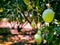 Lots of green mangoes hanging on tree