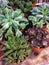 Lots of green and purple indoor succulents, haworthia, aloe potted