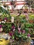 Lots of Green and Purple Potted Orchid Potted