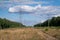 Lots of high-voltage towers and wires running between the woods, forest.