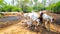 Lots Of Indian Cows Are Standing Calf. Sunlight And Shadow.