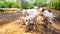 Lots Of Indian Cows Are Standing Cute Adorable Calf. Sunlight And Shadow.