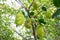 Lots of jackfruit on the tree