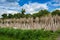 Lots of Jute sticks are Stack up for sun drying at Madhabdi, Narsingdi, Bangladesh.