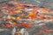 Lots of Koi Fishes, colorful yellow and orange Koi Fishes in Pond waiting for Food in China