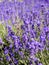 A lots of lavender flower