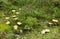 Lots of light brown mushrooms among green plants and moss