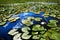 Lots of lilypads on a lake