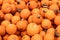 Lots of little orange Pumpkins, squash background for Halloween