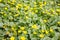 Lots little yellow spring flowers