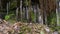 Lots of long, beautiful icicles with grass background. Stream frozen in the forest.