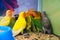 lots of lovebird parrot in a cage. large, colorful, beautiful parrots.