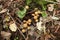 Lots of Lycoperdon mushrooms fresh in the rainy forest