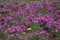Lots of magenta-colored flowers of Michaelmas daisies in October