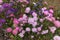 Lots of multicolored flowers of China aster