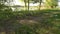 Lots of mushrooms in the grass on a lakeside path