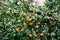 Lots of orange tangerine fruit on a mandarine tree in the garden.