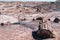 Lots of petrified wood logs in the sunshine of Petrified Forest National Park in Arizona