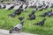 Lots of pigeons in the city. nature, animals