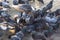 Lots of pigeons in a small area. One pigeon flies away. Selective focus.