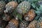 lots of pineapple fruit together in the market