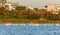 Lots of pink flamingos marching across the lake with residential buildings in the background, Larnaca salt lake