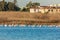 Lots of pink flamingos marching across the lake with residential buildings in the background, Larnaca salt lake