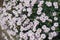 Lots of pink flowers of Dianthus