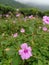 lots of pink flowers in the tea garden