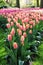 Lots of Pink to Purple Tulips growing in a triangular shape