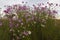 Lots of pink and white cosmos flowers