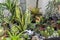 Lots of plants, cacti, croton petra, sansevieria, olive trees and decorative