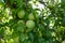 lots of plums on plum tree,close-up green plums,plums on branch close-up