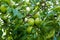 lots of plums on plum tree,close-up green plums,plums on branch close-up