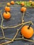 Lots of pumpkins growing in the garden