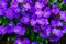 Lots purple flowers