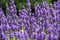 Lots of purple lavender flowers