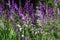 Lots of purple, pink, blue and white flowers of larkspur