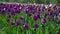 Lots of purple tulips. Background of tulips in the park. The texture is natural. Slow motion flowers