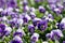 Lots of Purple Violas